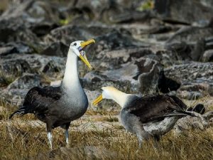 Брачный танец галапагосских альбатросов фото